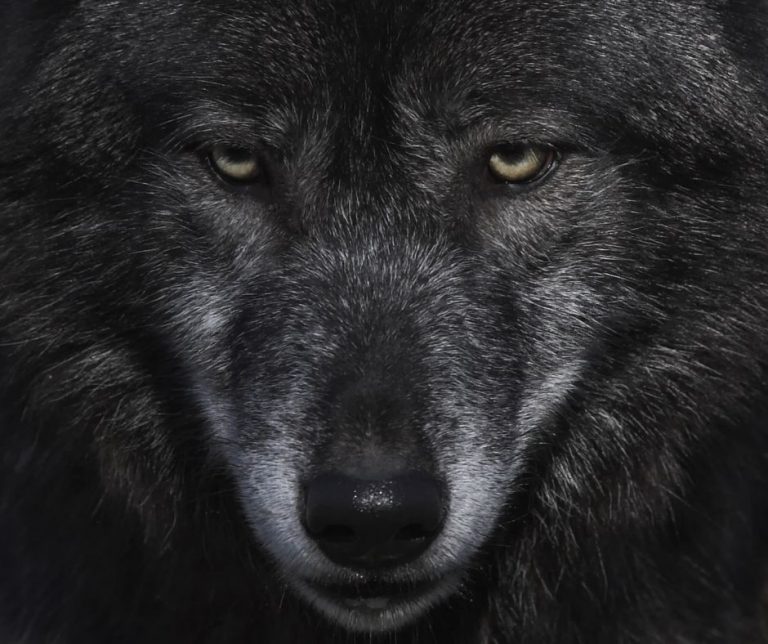 10 Cheek-Blushing Werewolf Erotica Books You Can’t Stop Reading