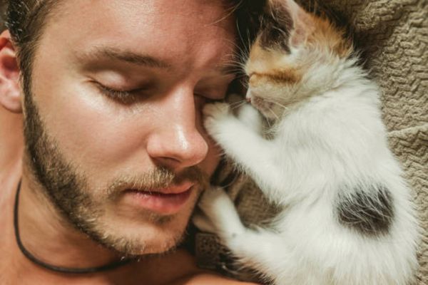 Caesar A World Ruled By Cats