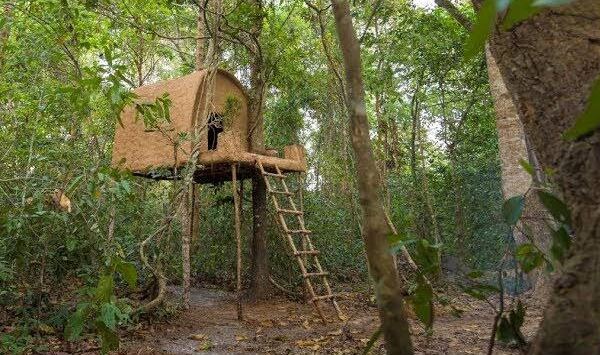 The Unwanted Mate Tree House