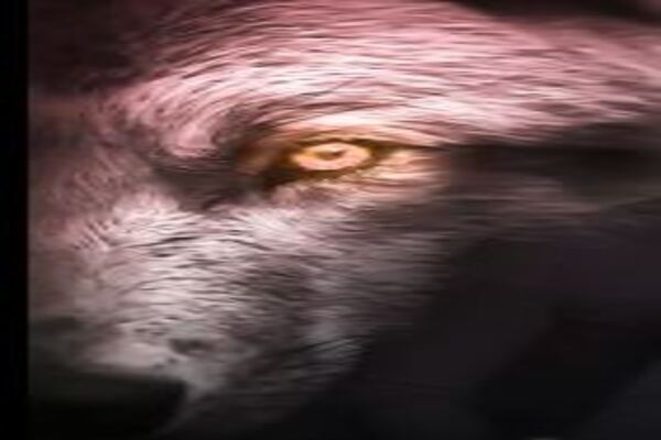 True Omega Wolf
