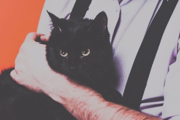 Fey Evolution Merchant: Lin Yuan and Genius