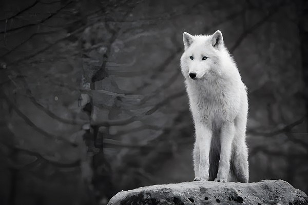 hiding-his-baby-the-alphas-rejected-mate