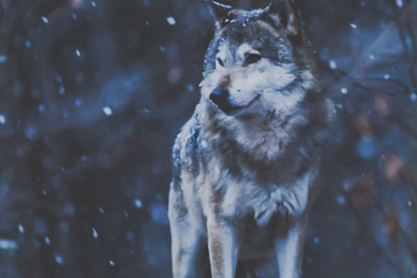 mated-to-the-kings-gamma-cover