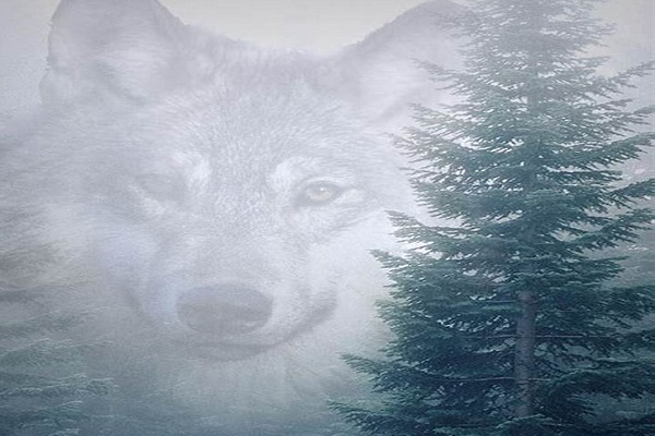 the-alphas-tough-girl