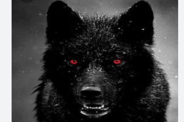 Death Wolf Saga 