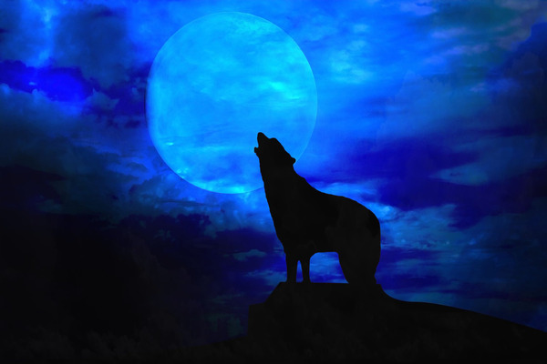 Werewolves in My Secret, My Bully, My Mates!