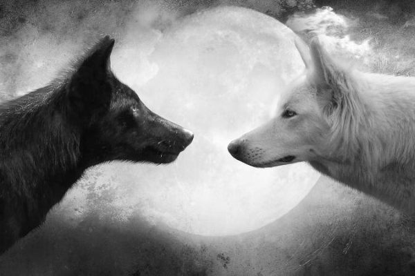 The Alpha King's Claim The Wolf King and His Brother