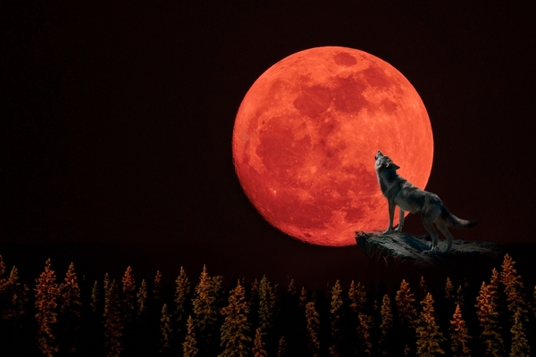 The Unlikely Luna</strong><strong> Summary